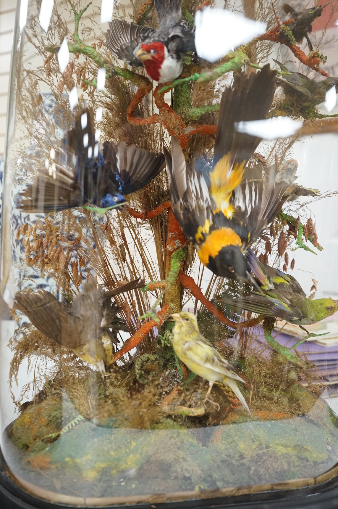 A late 19th century taxidermy group of exotic birds, including a Campo Troupail, a canary, a greenfinch, a Red-crested Cardinal, etc., under a glass dome, 64cm high